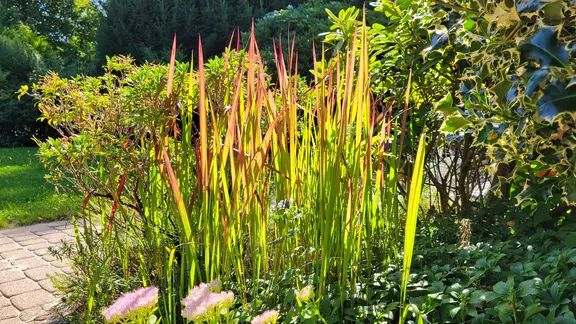 Blutgras in einem Beet