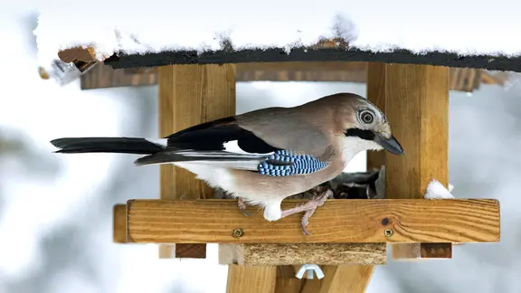 Ein Eichelhäher sitzt in einem schneebedeckten Vogelhaus. | imago images/blickwinkel Ein Eichelhäher sitzt in einem schneebedeckten Vogelhaus.