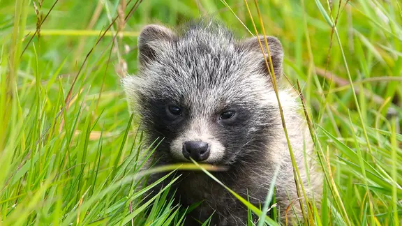 Ein junger Marderhund in der Wiese.