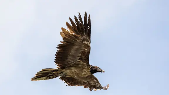 Ein Bartgeier fliegt durch einen blauen Himmel und seine Flügel sind ausgebreitet  