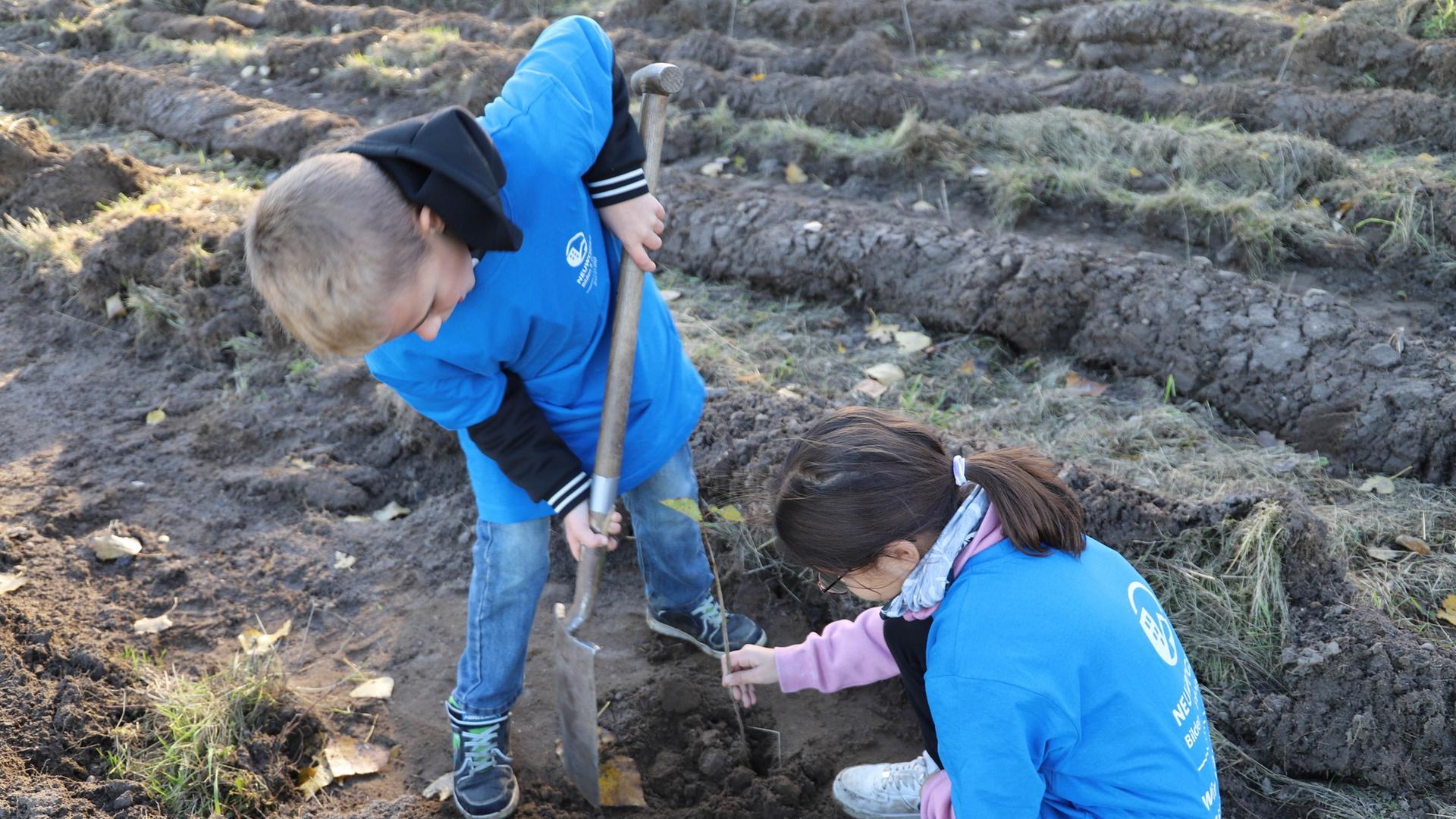 Schüler aus Neubrandenburg pflanzen Bäume