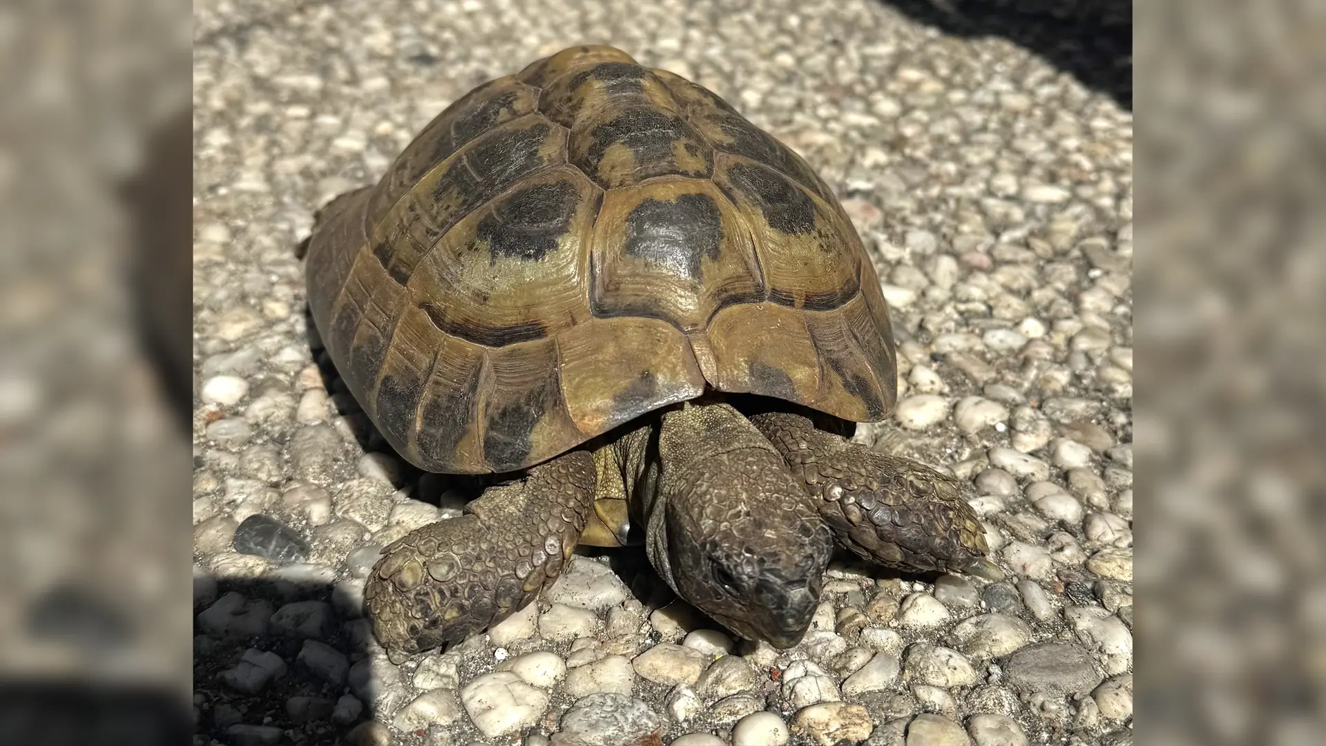 Pinneberg: Autofahrerin findet Schildkröte am Straßenrand