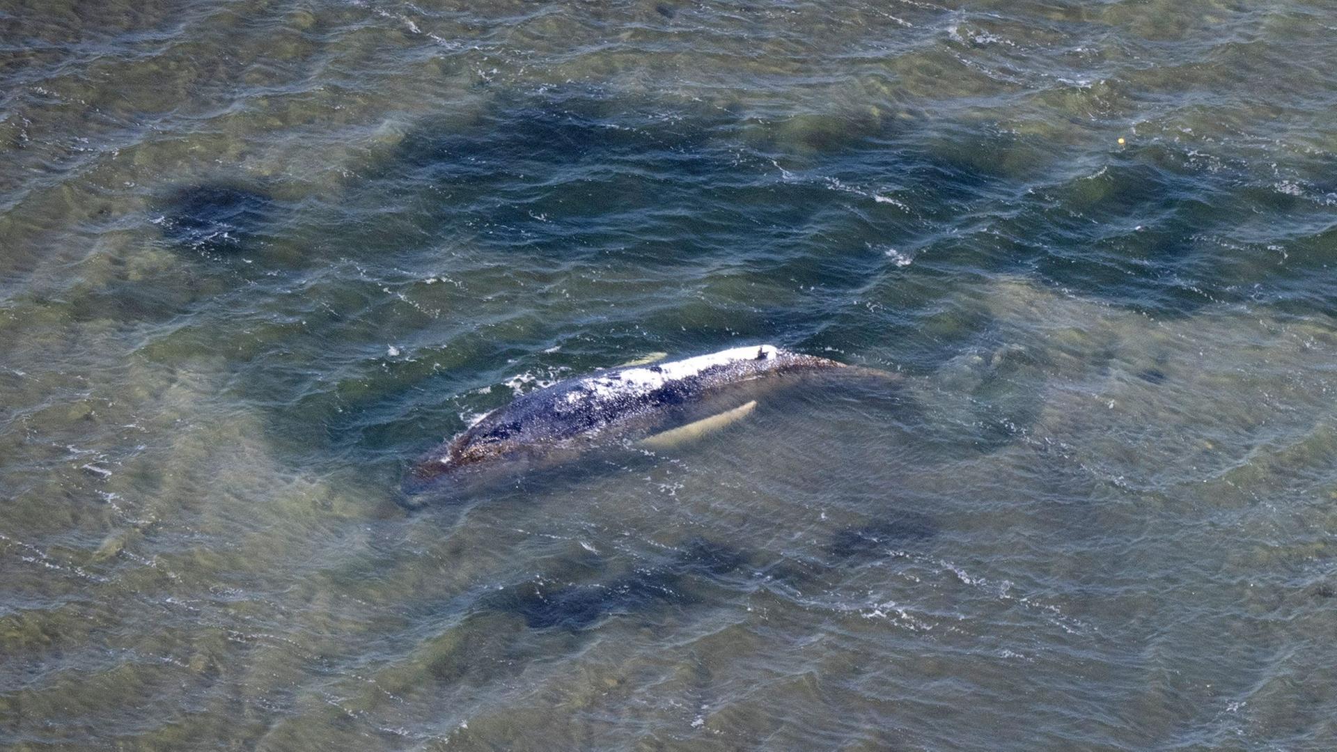 Ein Wal aus der Vogelperspektive | Philip Dulian/dpa