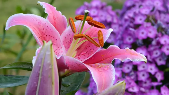 magnolie düngen wann Purgrün Magnoliendünger 1 Liter main image 0
