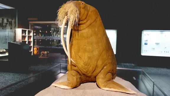 Das Präparat des Walrosses Antje im Zoologischen Museum Hamburg