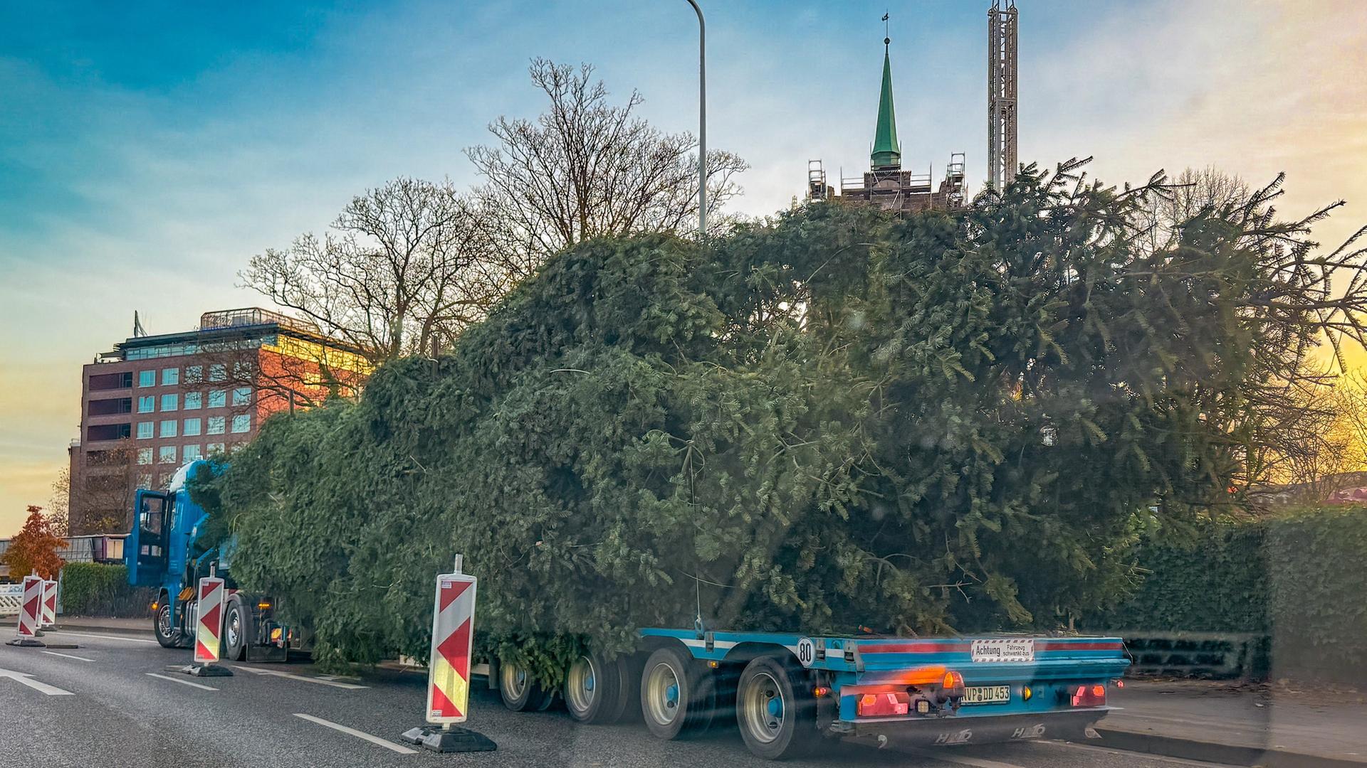 Baum für Rostocker Weihnachtsmarkt aufgestellt