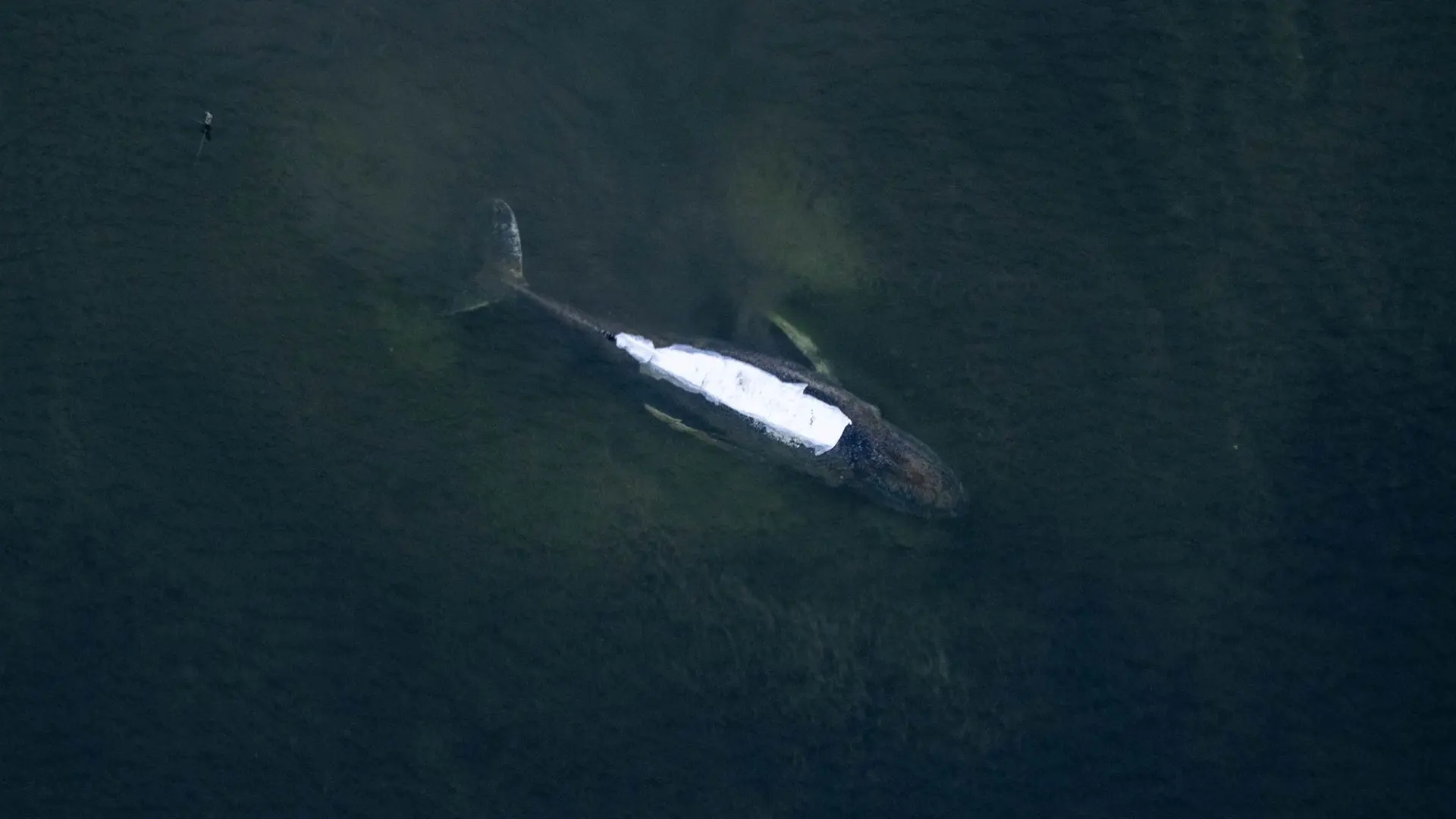 Liveticker zum Rettungsversuch: Geht es heute für den Wal aus der Ostsee raus?