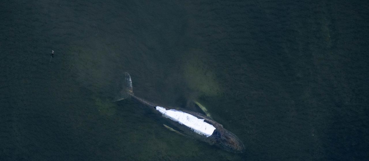 Tag vier des Rettungsversuchs vor Poel