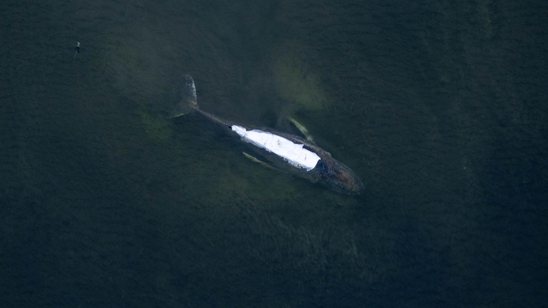 Wal mit weißem Rücken in Bucht vor Poel | Stefan Sauer/dpa +++ dpa-Bildfunk +++