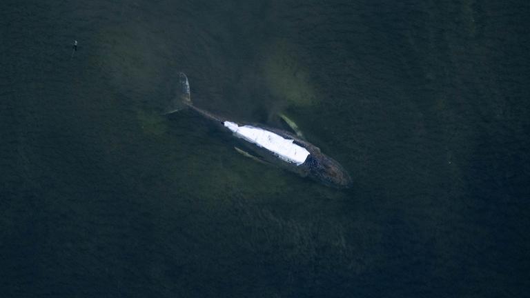 Geht es heute für den Wal aus der Ostsee raus?