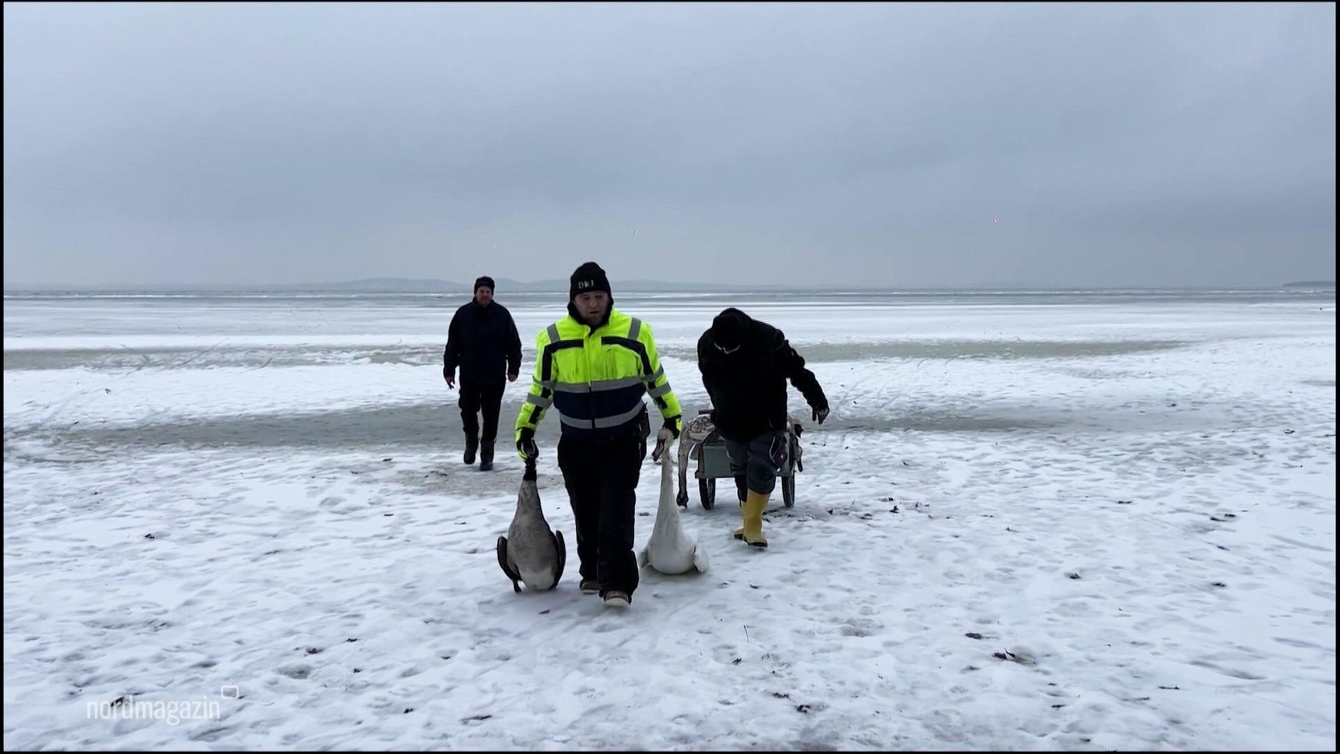 Rügen: Freiwillige sammeln etliche tote Wasservögel ein