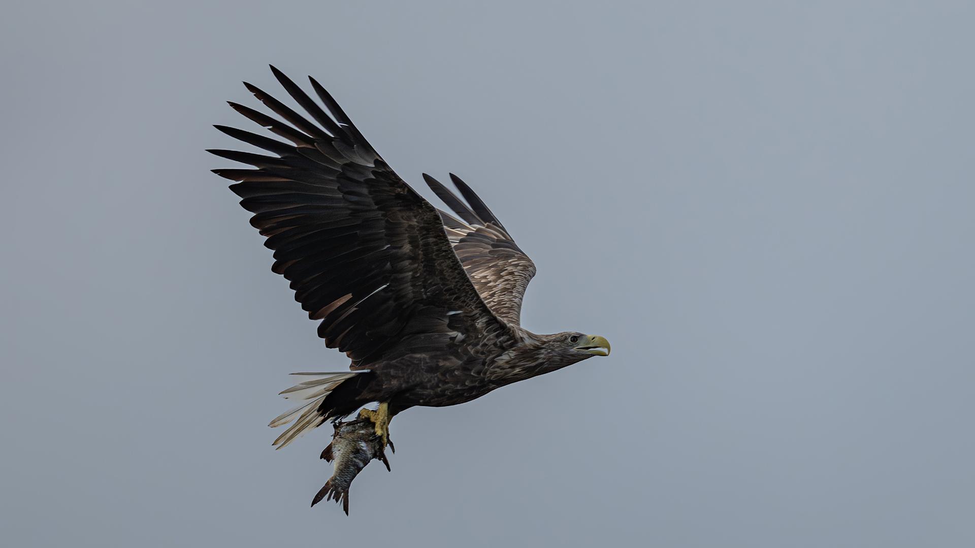 Seeadler-Population wächst: Diese Gefahren für Greifvögel bleiben