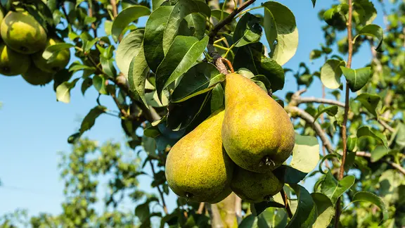 Birnbume pflanzen und pflegen | ndr.de