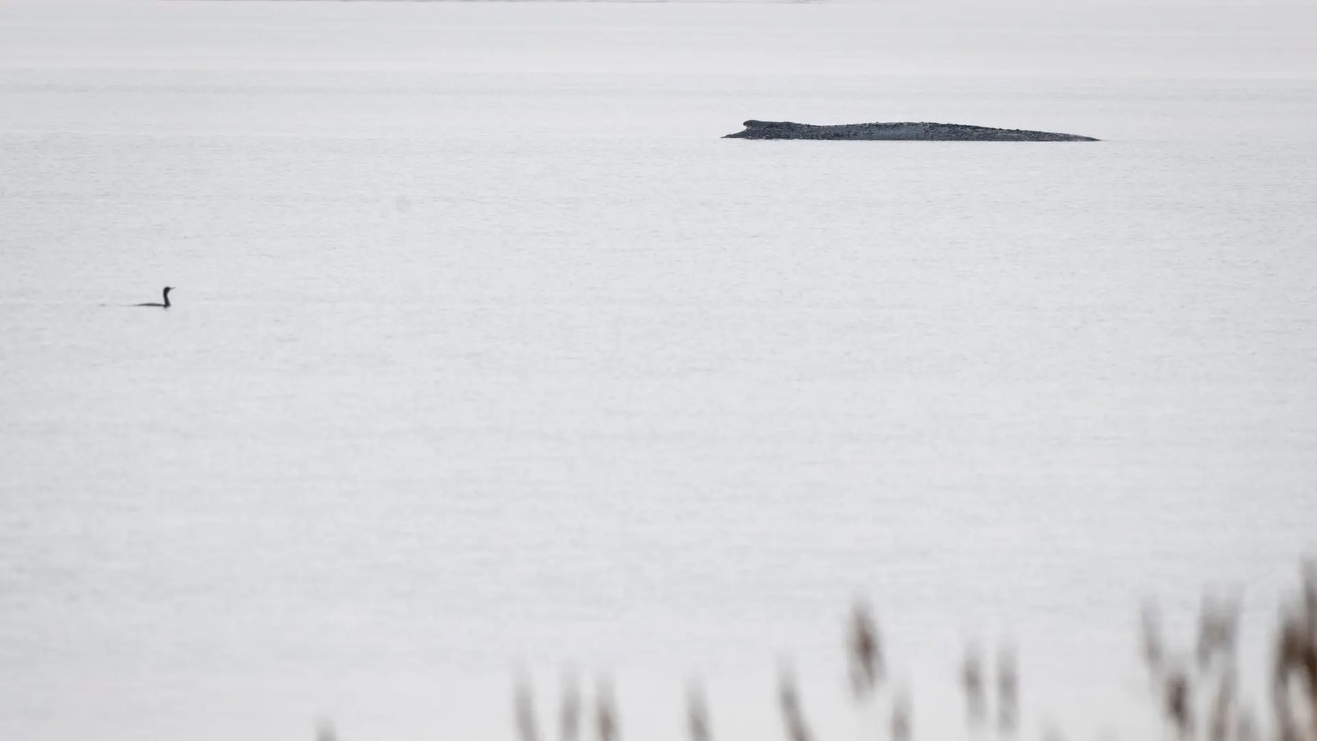 Sterbender Ostsee-Wal vor Poel: Warnung vor falschen Spendenaufrufen und Manipulationen im Netz