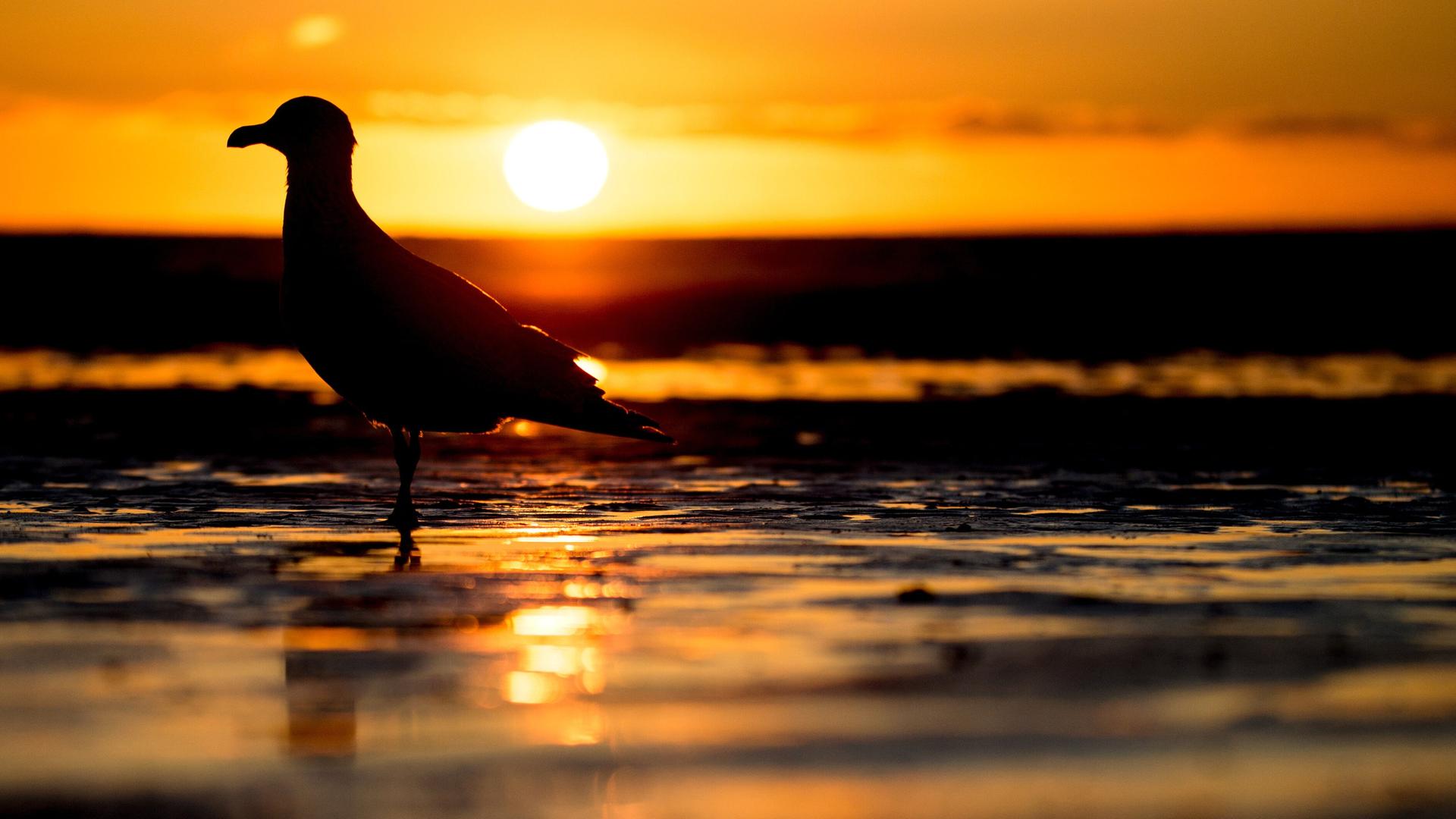 Norderney: Eine Möwe steht vor der untergehenden Sonne in einem Priel am Nordstrand der Insel. | picture alliance/dpa | Hauke-Christian Dittrich