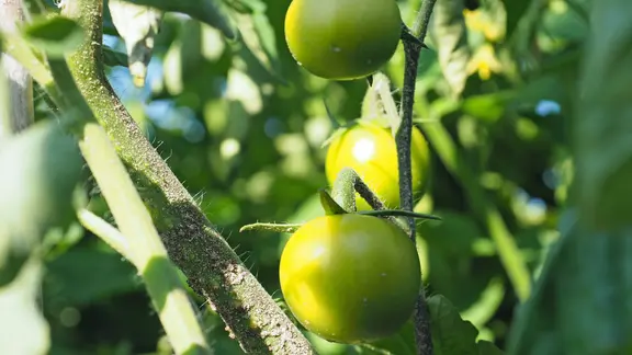 Drei grüne Tomaten wachsen am Strauch in einem Gemüsegarten.