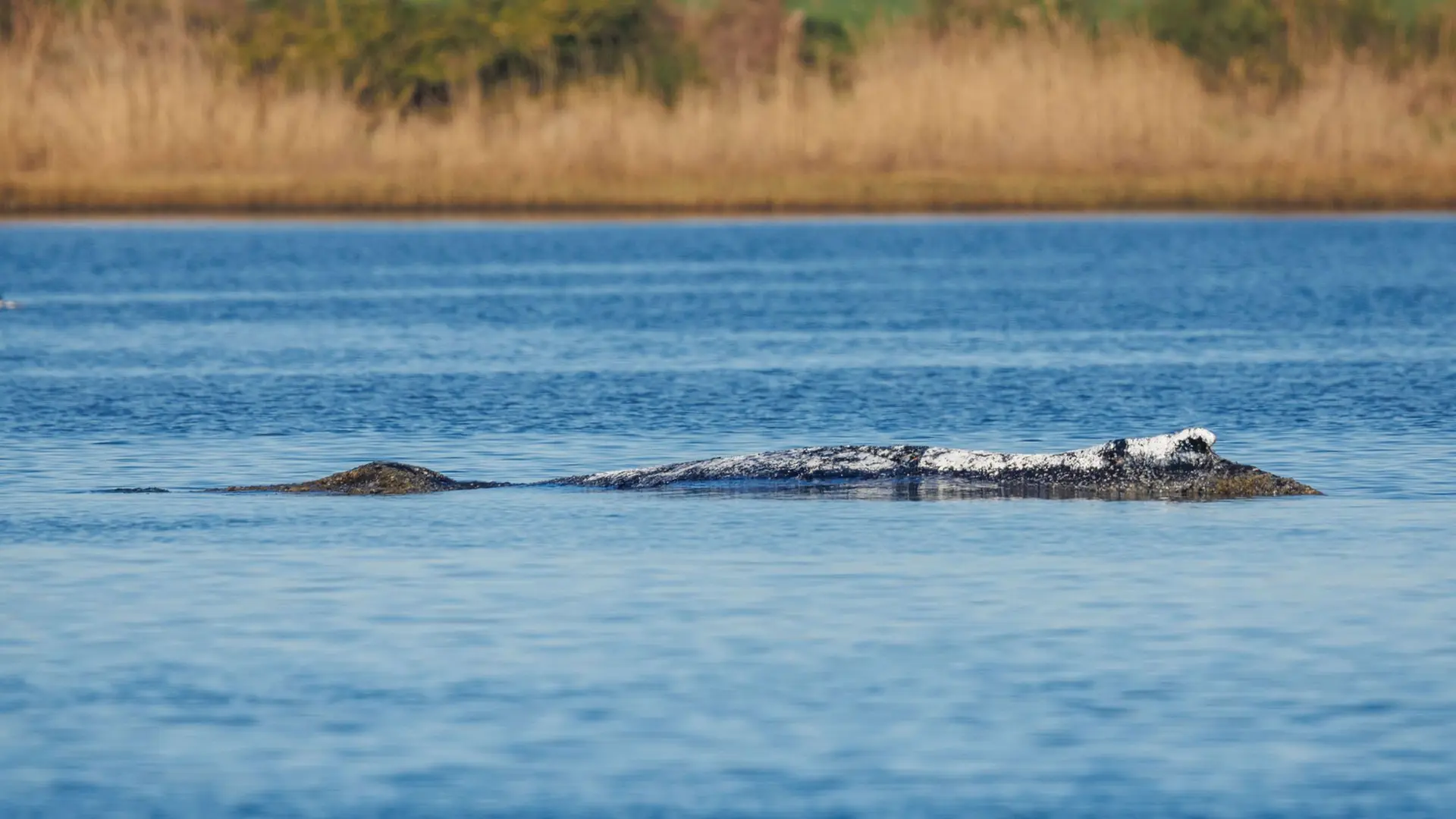 Live von der Ostsee: Spülen und Saugen am Wal - Rettungsversuch geht weiter