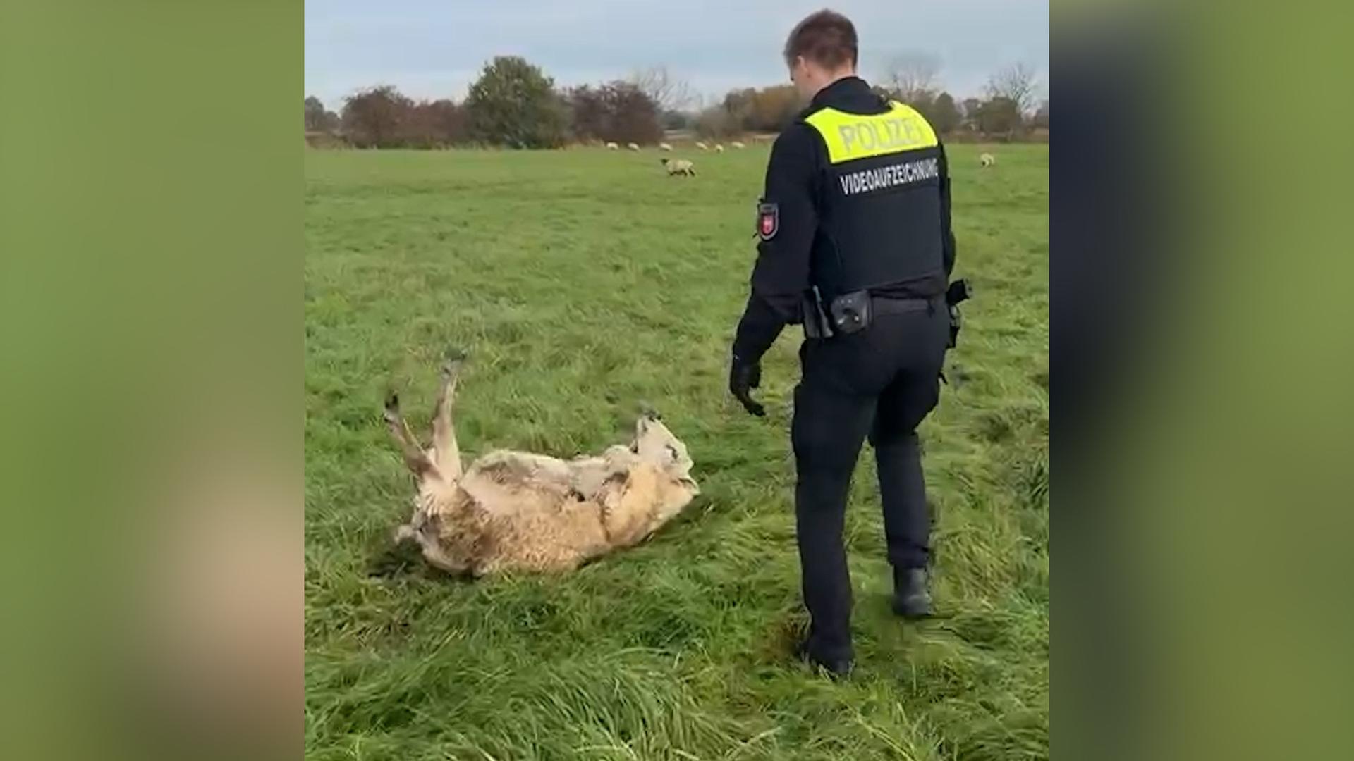 Ein Polizist neben einem Schaf, das auf einer Wiese auf dem Rücken liegt. | Polizei Wilhelmshaven/Friesland, NDR