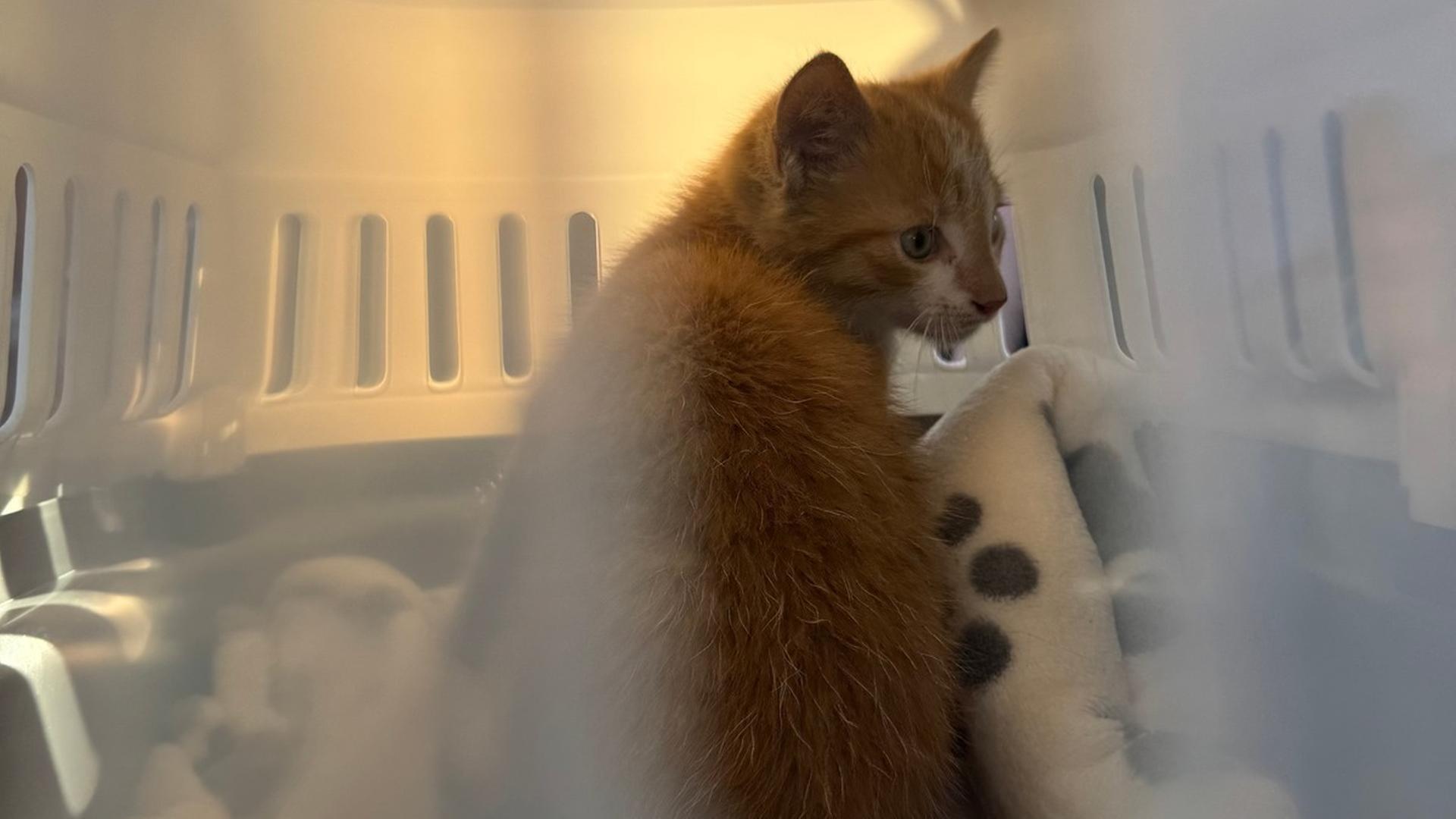 Eine orangefarbene Katze sitzt in einer Transportbox. | Bernd Saathoff (Feuerwehr Aurich)