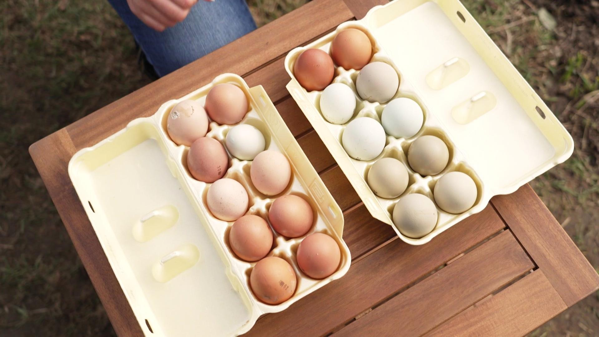 Natürlich bunte Eier direkt vom Huhn