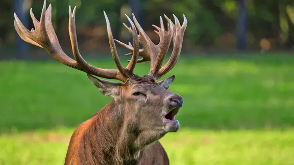 Ein röhrender Hirsch.