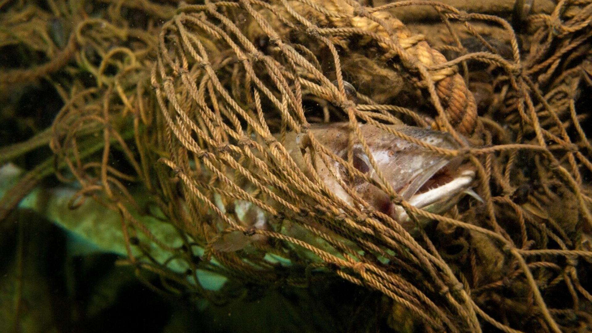Gegen Geisternetze im Meer: Positive Bilanz für Projekt in SH