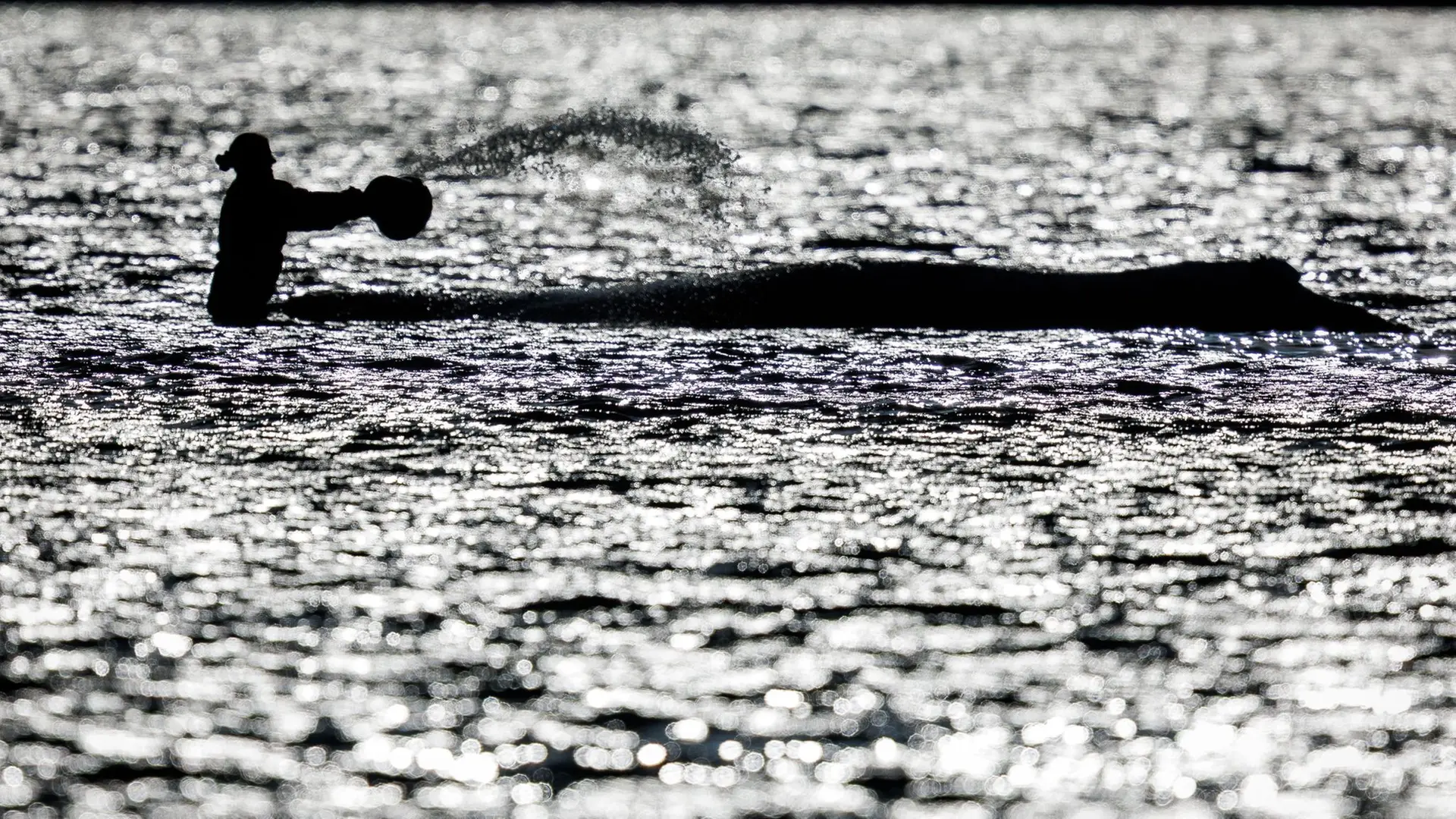 Ostsee-Wal vor Poel: Rettungsversuch mit 