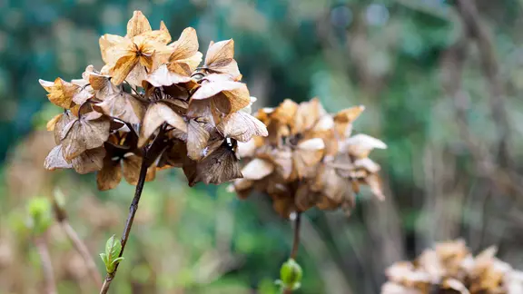 Detailaufnahme einer abgeblühten Hortensie im Regen