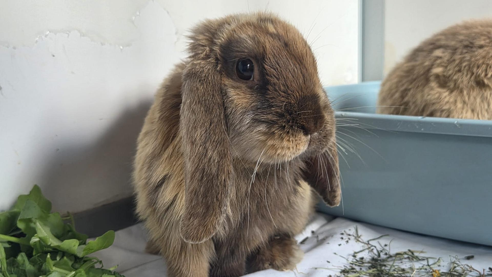 Kaninchen ausgesetzt? – Tierheim erhebt Vorwürfe gegen Influencerin