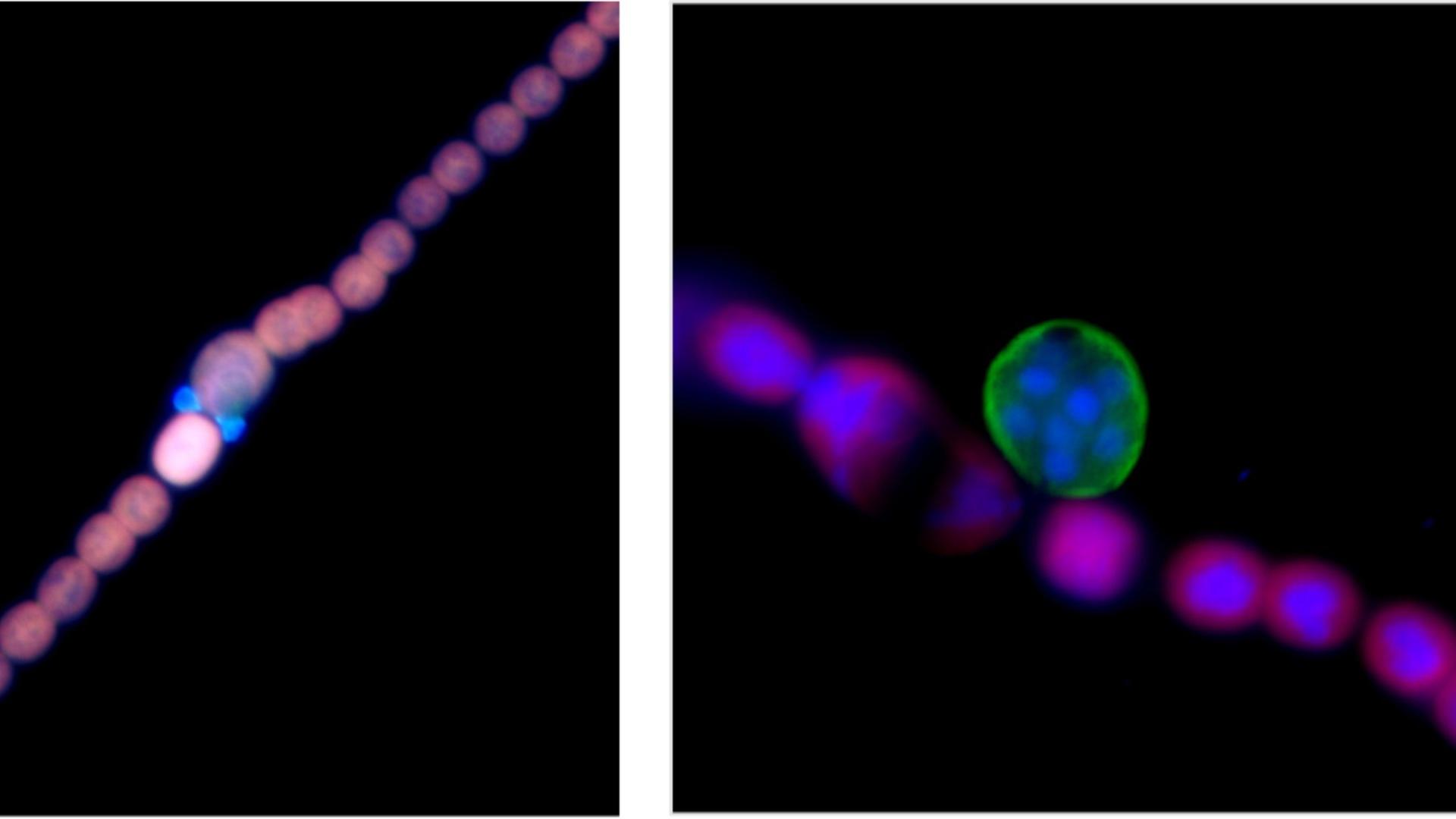 Pilze infizieren Blaualgen in der Ostsee