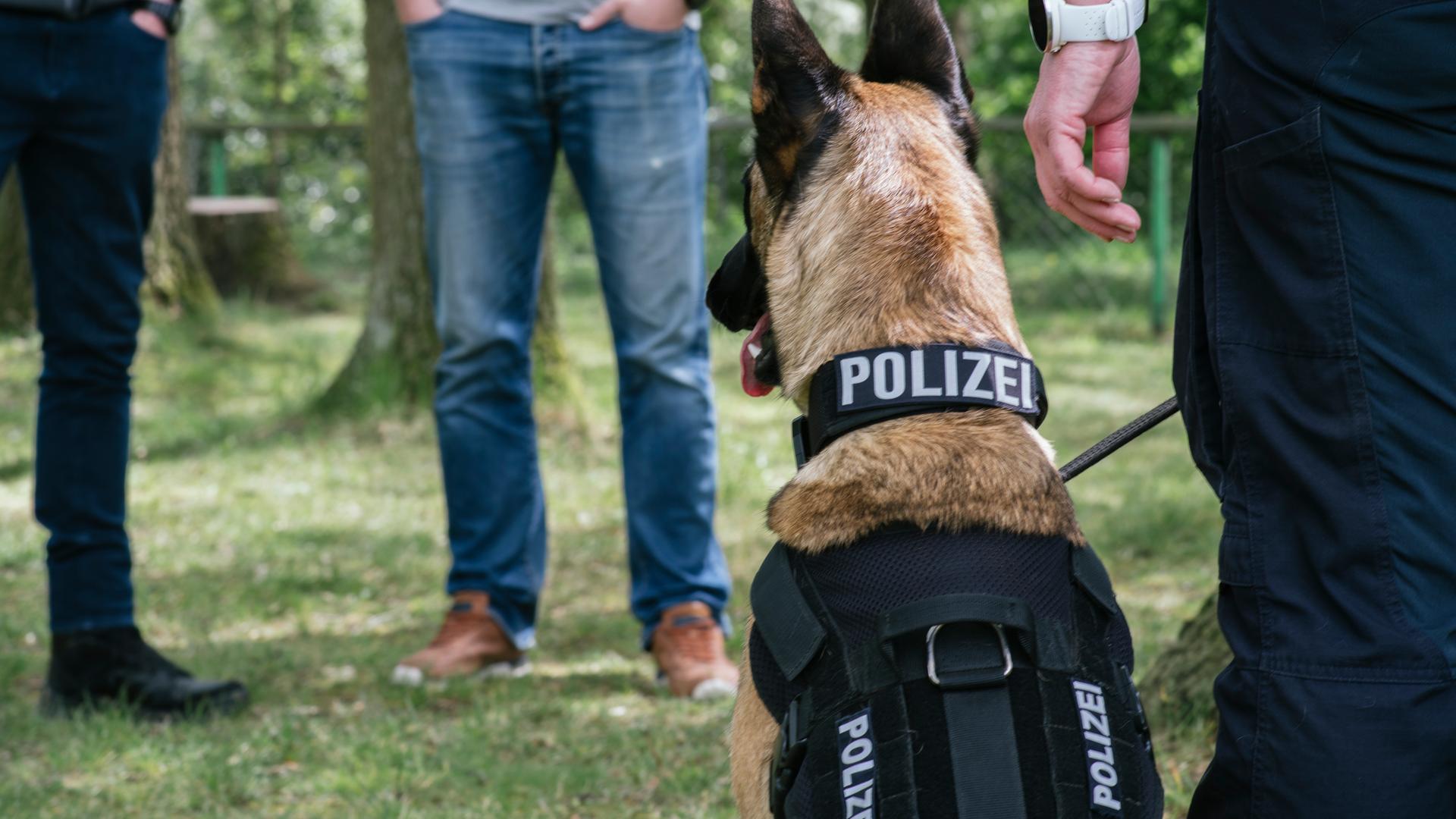 Fährtenhündin findet vermissten Mann in Schwerin