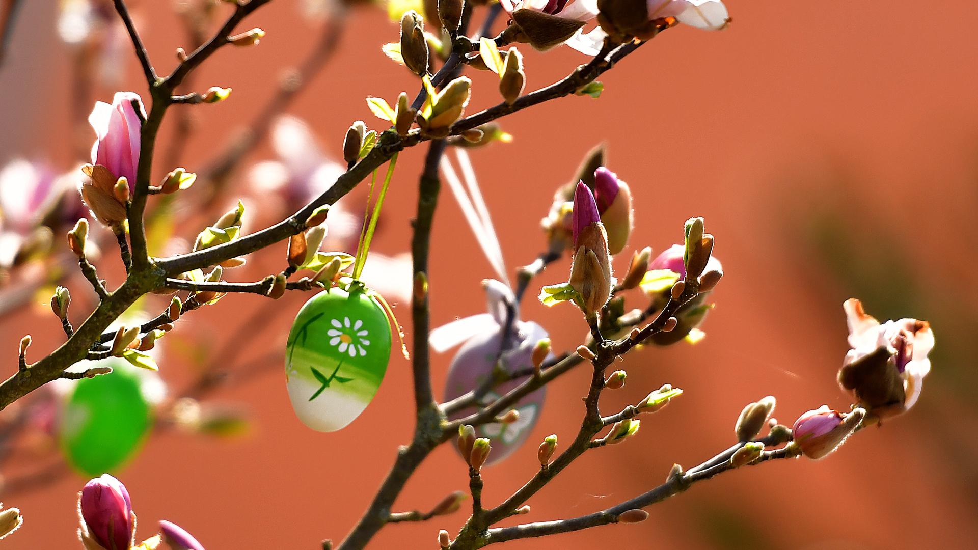 Bemalte Ostereier hängen an Ästen. | picture alliance / Eibner-Pressefoto | Eibner Pressefoto / Daniel Lakomski