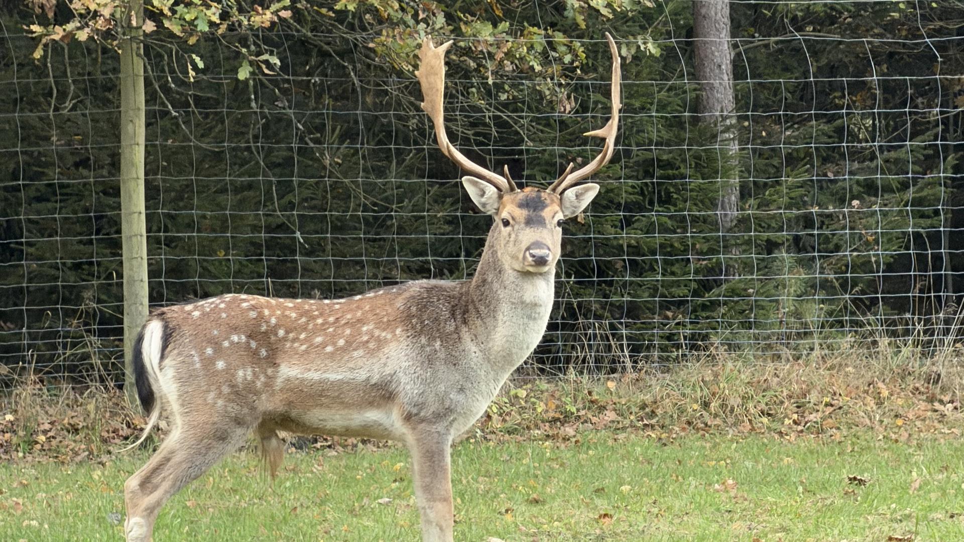 Der Hirsch Rehné. | Kai Hellwinkel