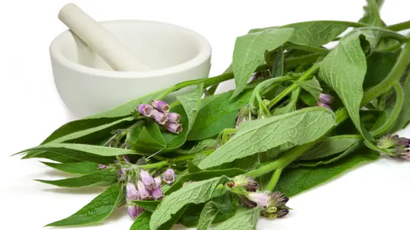 Beinwellpflanze mit Blüten neben einem Mörser