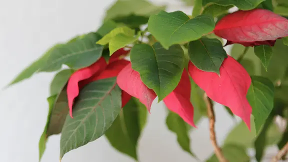 Weihnachtssterne - schn im Winter und im Sommer | ndr.de