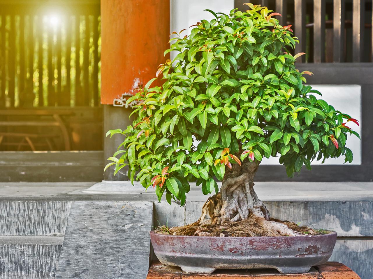 Bonsai-Baum pflegen und schneiden | ndr.de