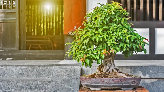 Bonsai: Bume im Miniformat | ndr.de