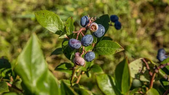 Heidelbeeren pflanzen: So gedeiht der Strauch in Kbel und Beet | ndr.de