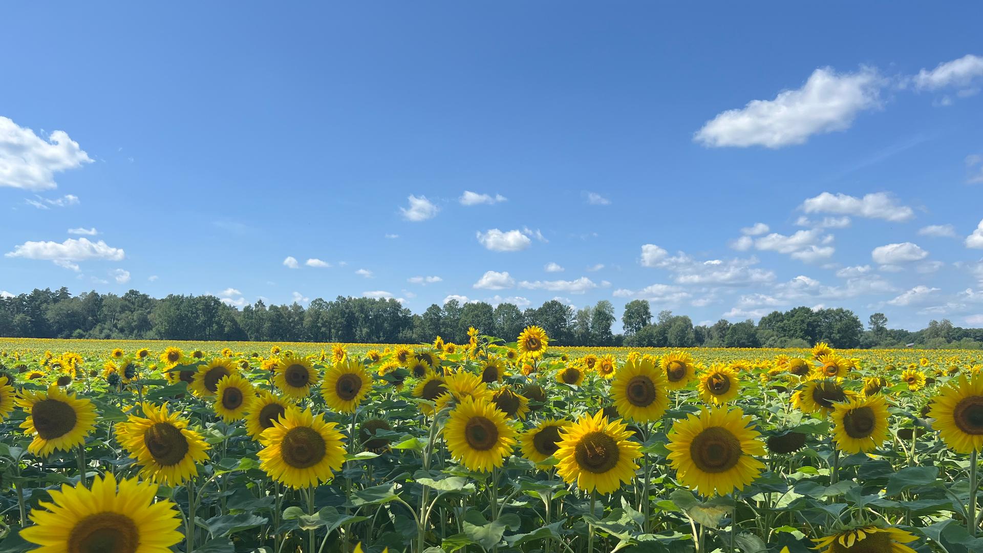 Ein Sonnenblumenfeld in Oldendorf | NDR, Angela Beckmann