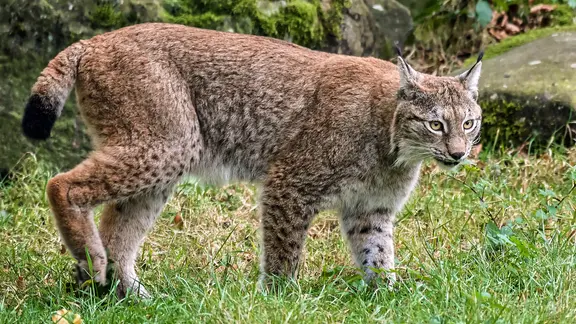 Ein Luchs auf einer Wiese.