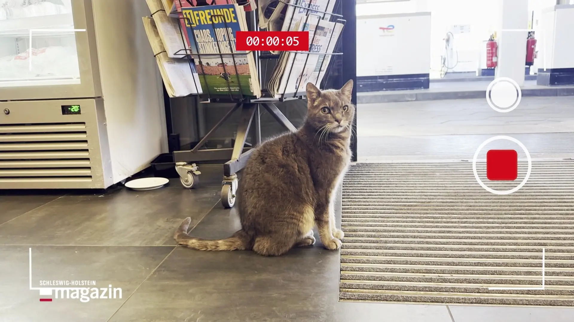 Ein Besuch bei Baumarkt-Katze 