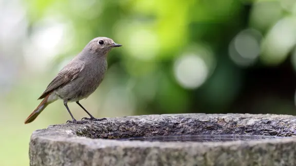 Ein Hausrotschwanz sitzt auf einer steinernen Vogeltränke,