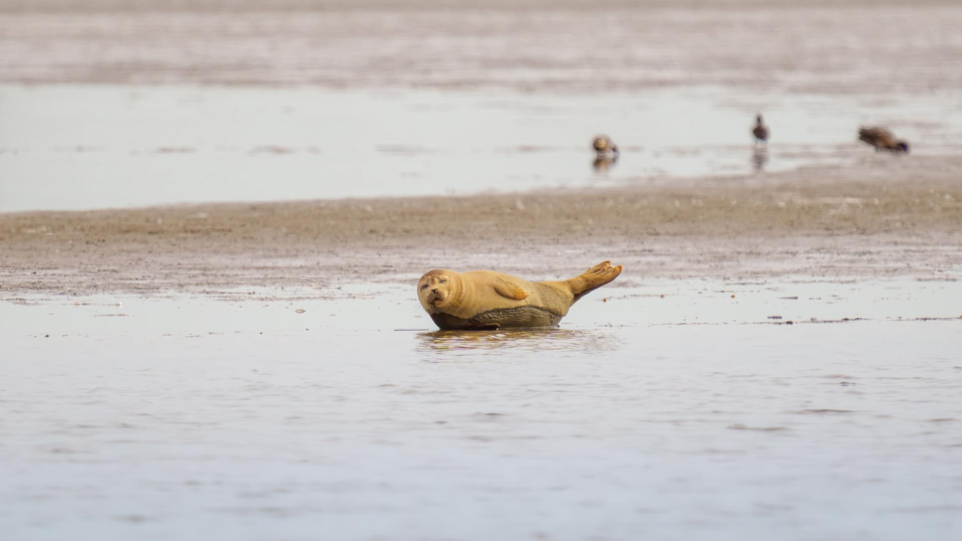 Wildtierforschung in Büsum vor dem Aus? ITAW droht Schließung