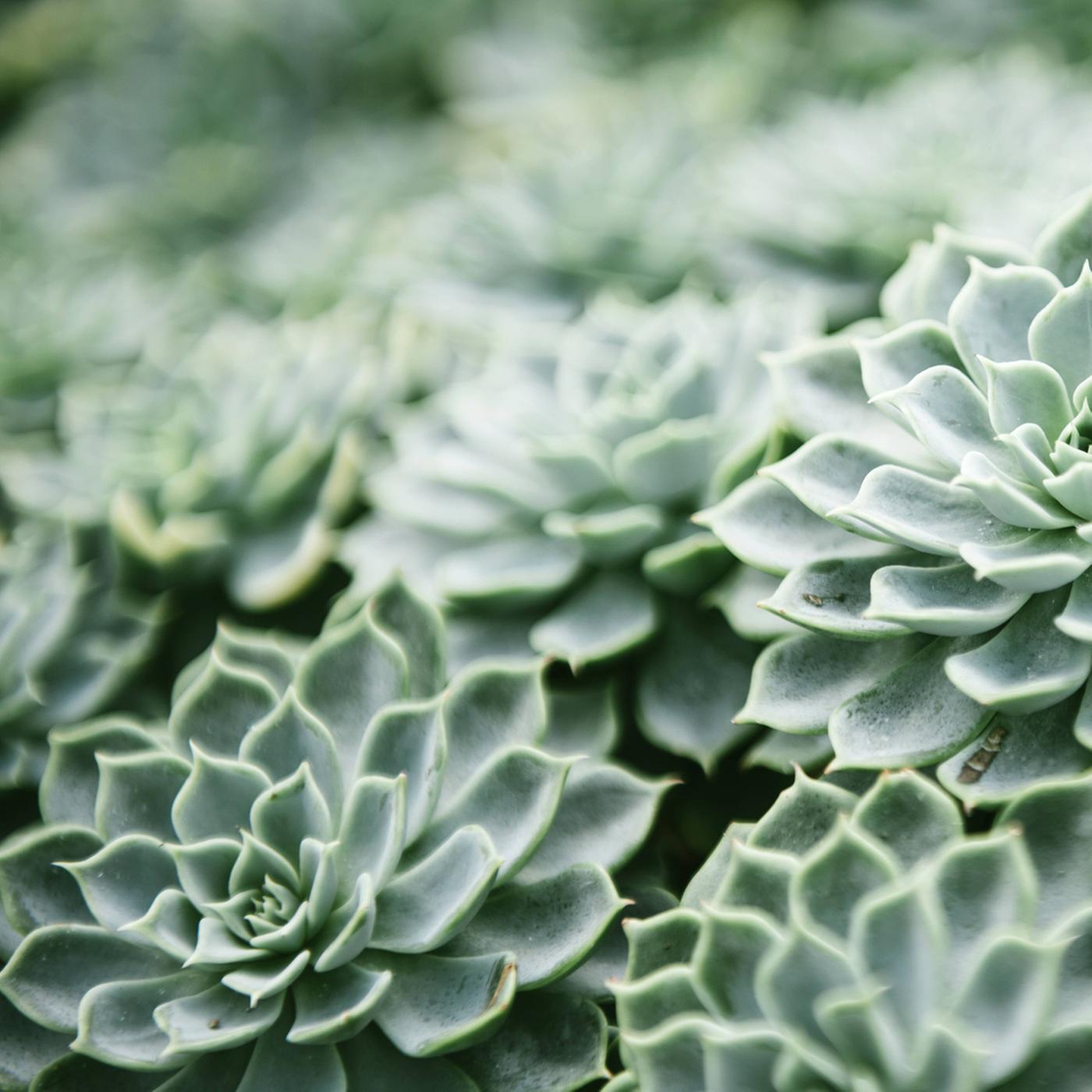 echeveria variegata Echeveria variegated 'Mini Belle'