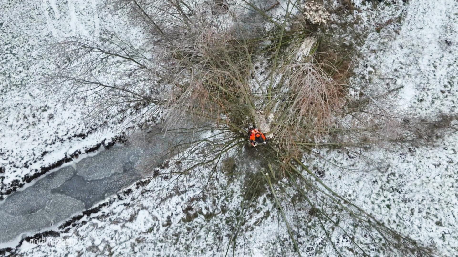 Greifswald: Unterwegs bei der Kopfweiden-Pflege