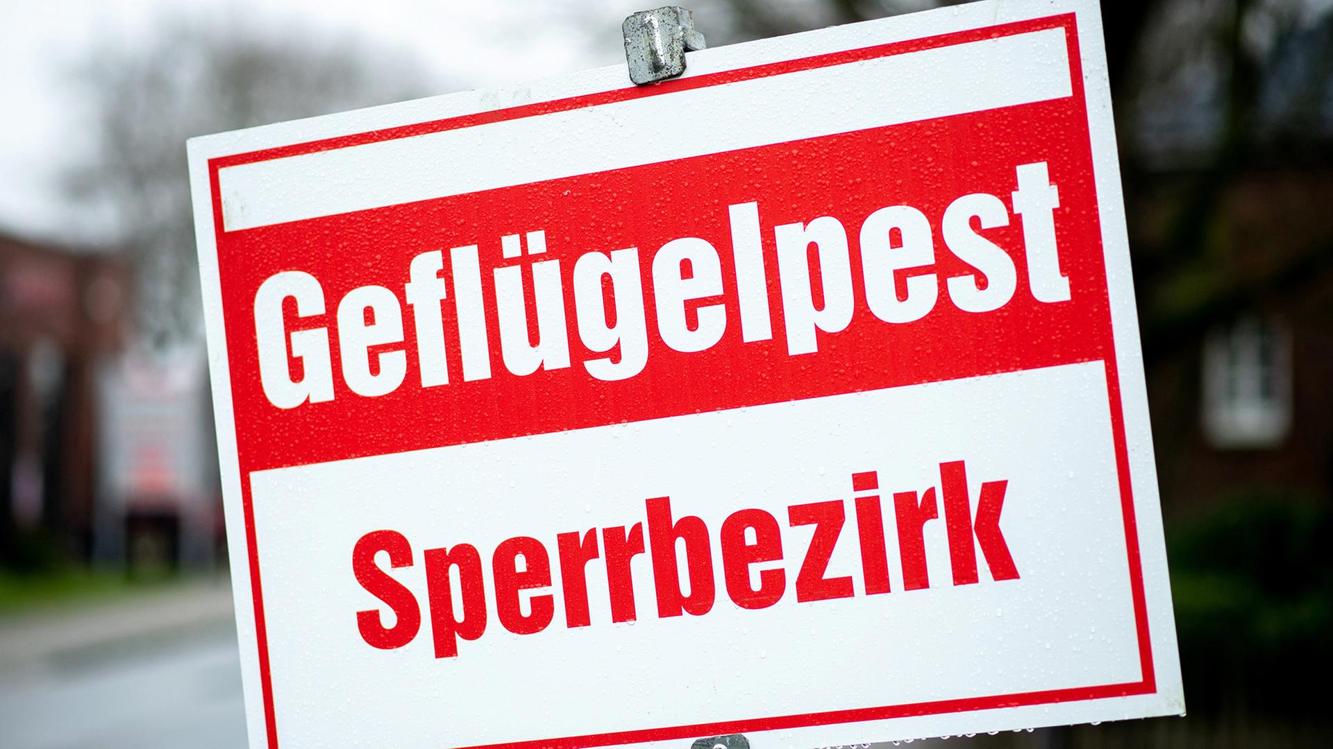 Geflügelpest im Landkreis Rostock: 29.000 Puten getötet