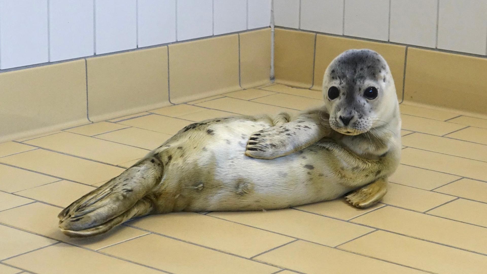 Einer der ersten Heuler der Saison 2026: Ernie. | Seehundstation Norddeich