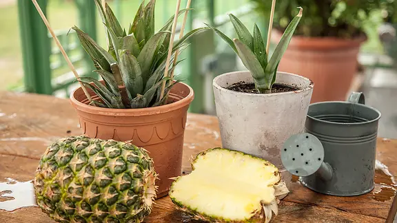 Eine Gießkanne steht neben zwei Ananaspflanzen.