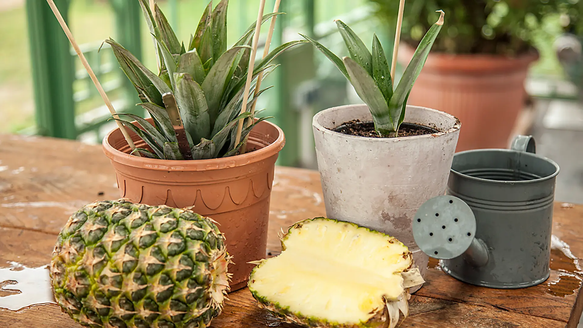 Ananas-Pflanzen aus einem Strunk auf der Fensterbank zchten | ndr.de