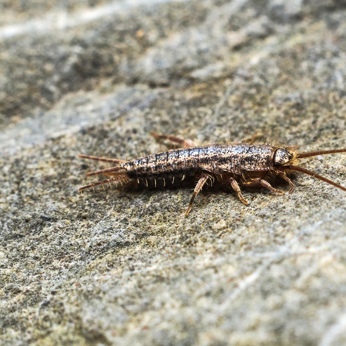Von Ameisen bis Silberfischchen: Insekten ohne Chemie vertreiben